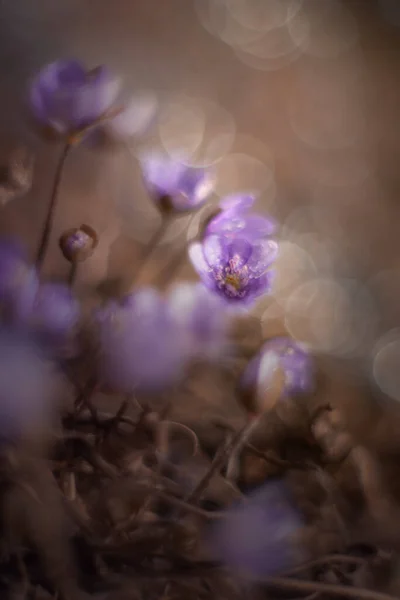 Hepatica Nobilis Beautiful Flowers Garden — Stock Photo, Image