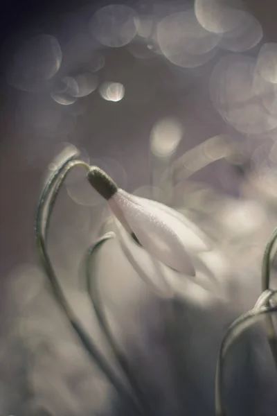 Frühlingsblumen Schneeglöckchen Weißer Galanthus Blumen Frühling Weiße Blumen Blüte Floraler — Stockfoto