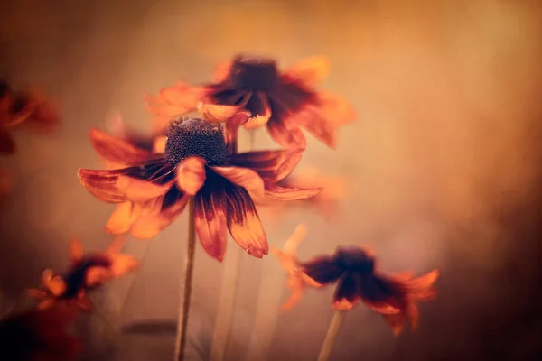 Rudbeckia Zahradní Květiny Oranžové Okvětní Lístky Letní Květiny Kvetoucí Zahrady — Stock fotografie