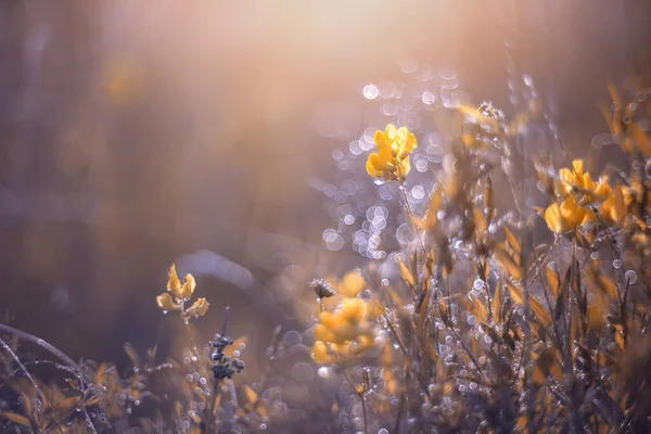 Çayırdaki güzel çiçekler