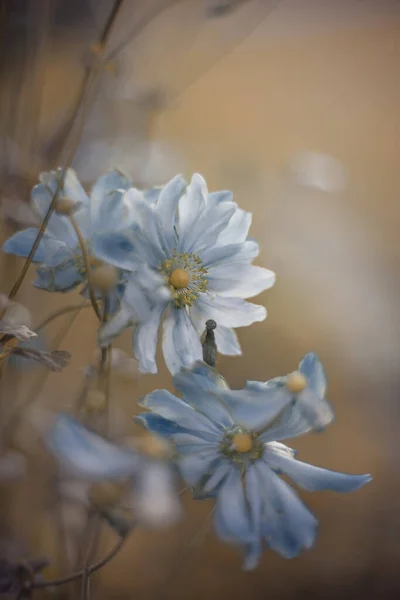 Modrá Sasanka Květiny Jarní Květiny Japonské Sasanky Letní Zahrady Kvetoucími — Stock fotografie