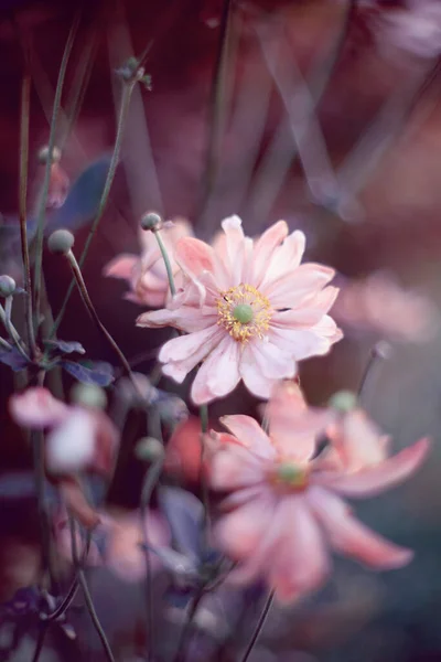 Розовый Анемон Цветы Весенние Цветы Японские Анемоны Летние Сады Цветущими — стоковое фото