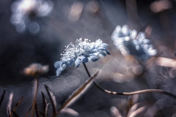 Abstrakter Hintergrund Aus Schnee Und Weißen Blumen Makro — Stockfoto