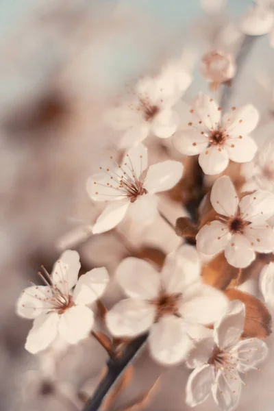 Fleurs Printemps Fleurs Pastel Sur Les Arbres Sauvages Fleurs Jardin — Photo