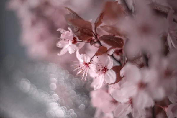 Blumen Frühling Pastellblumen Auf Wild Blühenden Bäumen Frühlingsgarten — Stockfoto