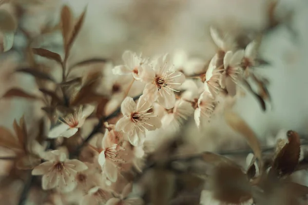 Blumen Frühling Pastellblumen Auf Wild Blühenden Bäumen Frühlingsgarten — Stockfoto