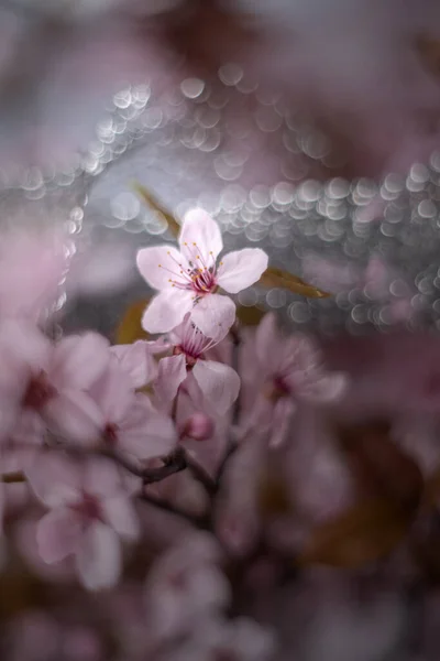 Fleurs Printemps Fleurs Pastel Sur Les Arbres Sauvages Fleurs Jardin — Photo