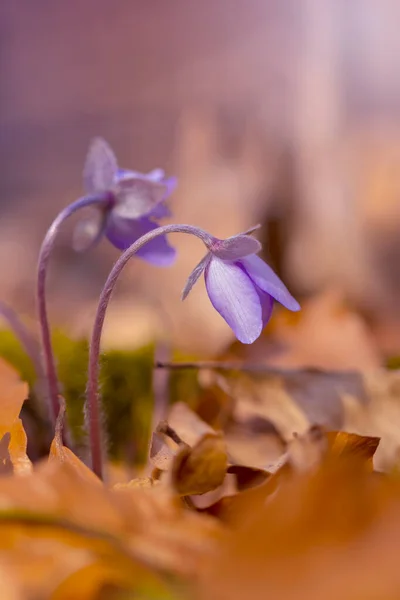 Hepatica Nobilis Beautiful Flowers Garden — Stockfoto