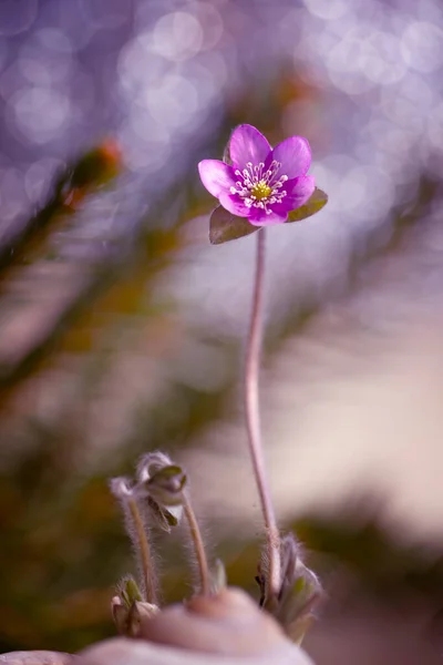 Печень Благородная Красивые Цветы Саду — стоковое фото