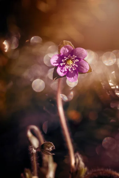 Hepatica Nobilis Beautiful Flowers Garden — Stok fotoğraf