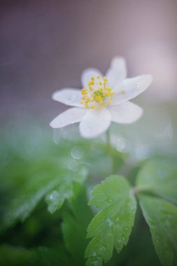 şakayık, beyaz şakayık, bahar çiçekleri, pastel arka planda.