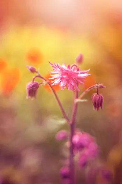 Bahçedeki Güzel Kolumba Çiçeği — Stok fotoğraf