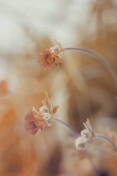 Цветы Geum Chiloense Красочные Лепестки Летние Сады Цветущими Цветами Художественные — стоковое фото