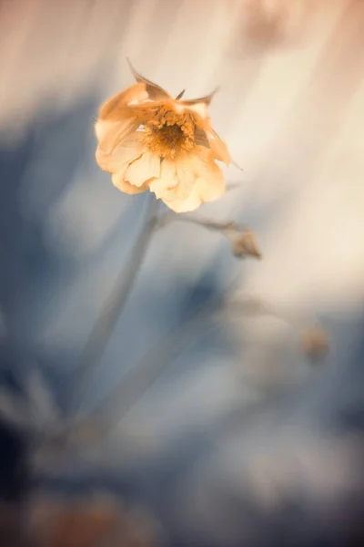 Цветы Geum Chiloense Красочные Лепестки Летние Сады Цветущими Цветами Художественные — стоковое фото