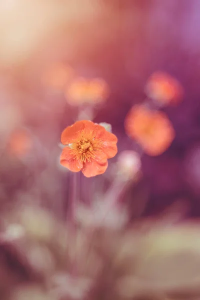 Květiny Geum Chiloense Barevné Okvětní Lístky Letní Zahrady Kvetoucími Květy — Stock fotografie