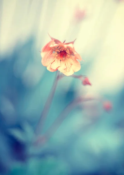 Kwiaty Geum Chiloense Kolorowe Płatki Letnie Ogrody Kwitnącymi Kwiatami Artystyczne — Zdjęcie stockowe