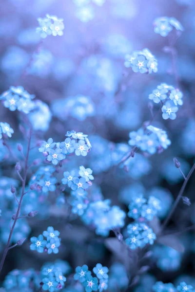 Close Blue Flower Background Forget — Stock Photo, Image
