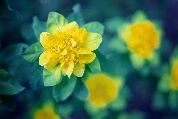 Güzel Bahar Sarı Çiçek — Stok fotoğraf