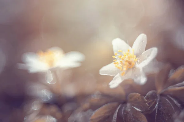 Anemone White Anemone Spring Flowers Pastel Background — Stock Photo, Image