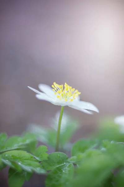 Anemon Biały Anemon Wiosenne Kwiaty Pastelowym Tle — Zdjęcie stockowe