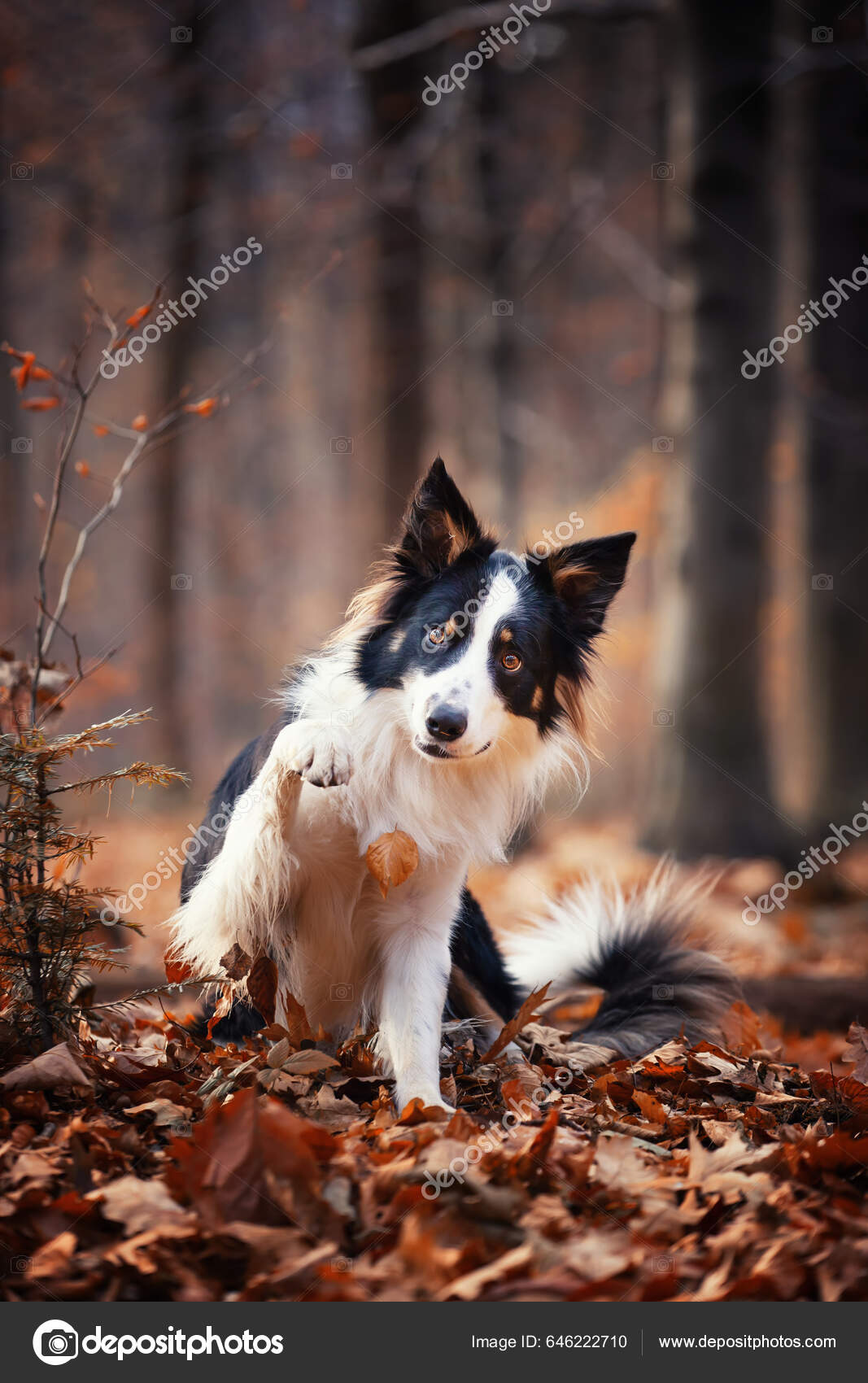 Dog Training Border Collie Dog Intelligence Border Collie Purebred