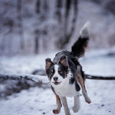 Border collie, safkan köpek, köpek eğitimi, akıllı köpek, köpek portreleri,