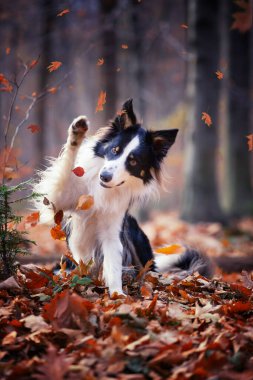 Border collie, safkan köpek, köpek eğitimi, akıllı köpek, köpek portreleri,