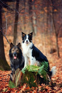Alman çoban köpeği, Border collie, safkan köpekler, köpek eğitimi, akıllı köpekler, köpek portreleri., 