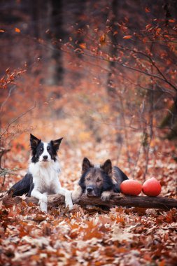Alman çoban köpeği, Border collie, safkan köpekler, köpek eğitimi, akıllı köpekler, köpek portreleri., 