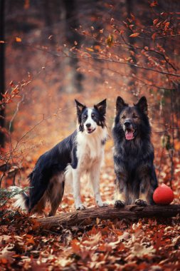 Alman çoban köpeği, Border collie, safkan köpekler, köpek eğitimi, akıllı köpekler, köpek portreleri., 