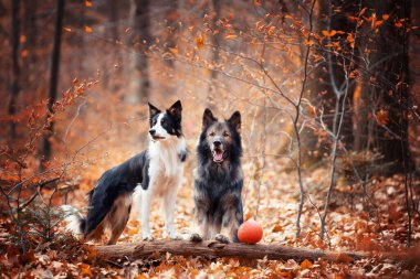 Alman çoban köpeği, Border collie, safkan köpekler, köpek eğitimi, akıllı köpekler, köpek portreleri., 