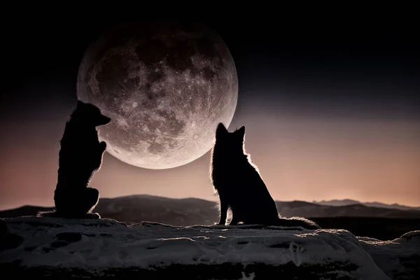 Alman çoban köpeği, Border collie, safkan köpekler, köpek eğitimi, akıllı köpekler, köpek portreleri., 