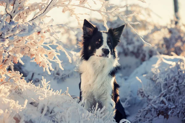 Border Collie Purebred Dog Dog Training Smart Dog Portraits Dog — Stock Photo, Image