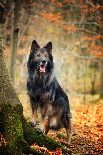Ciobănesc German Câine Rasă Pură Formare Câine Câine Inteligent Portrete — Fotografie, imagine de stoc