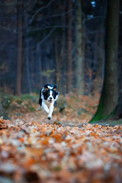 Border Collie Purebred Dog Dog Training Smart Dog Portraits Dog — Stock Photo, Image