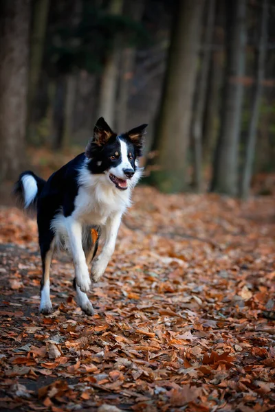 Fronteira Collie Cão Raça Pura Treinamento Cão Cão Inteligente Retratos — Fotografia de Stock