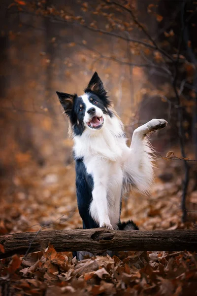 Border collie, safkan köpek, köpek eğitimi, akıllı köpek, köpek portreleri,