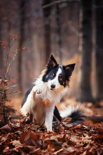 Fronteira Collie Cão Raça Pura Treinamento Cão Cão Inteligente Retratos — Fotografia de Stock