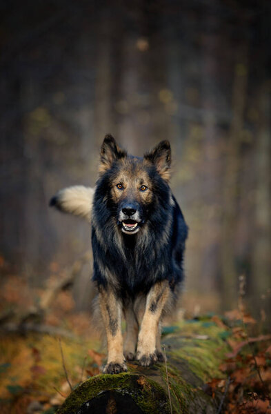 German Shepherd, purebred dog, dog training, smart dog, portraits of dog,