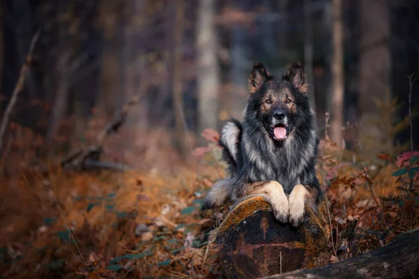 German Shepherd Purebred Dog Dog Training Smart Dog Portraits Dog — Stock Photo, Image