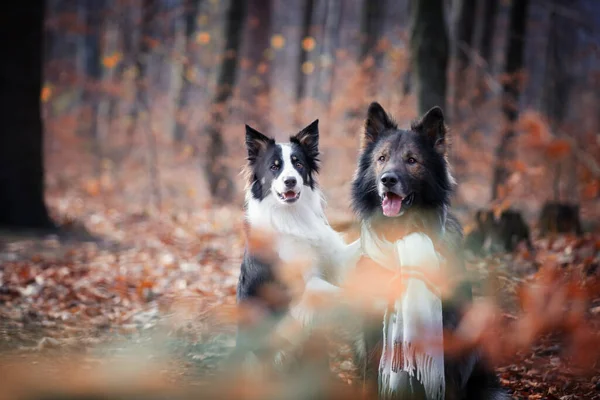 Γερμανικός Ποιμενικός Border Collie Καθαρόαιμοι Σκύλοι Εκπαίδευση Σκύλων Έξυπνα Σκυλιά — Φωτογραφία Αρχείου