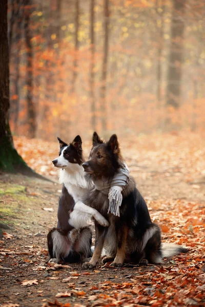 Alman çoban köpeği, Border collie, safkan köpekler, köpek eğitimi, akıllı köpekler, köpek portreleri., 