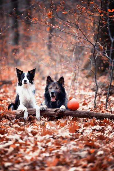 Duitse Herder Border Collie Raszuivere Honden Honden Training Slimme Honden — Stockfoto