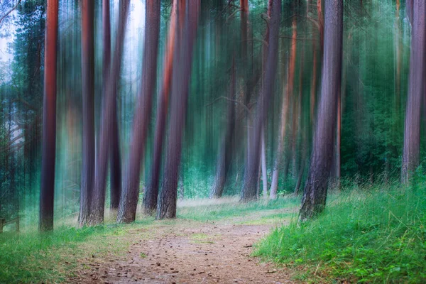 Schöne Waldlandschaft Sommer Wald Natur — Stockfoto