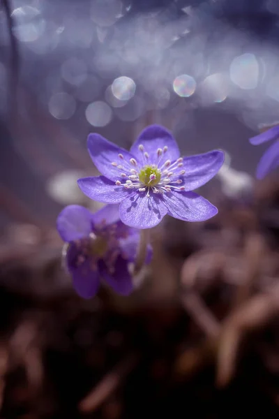 Hepaticas Lila Blüten Auf Einer Lichtung Einem Sonnigen Tag Frühlingszeit — Stockfoto