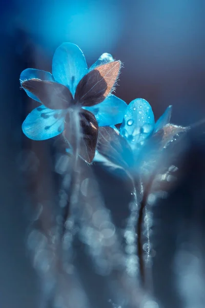 Hepaticas Blaue Blumen Auf Einer Lichtung Einem Sonnigen Tag Frühlingszeit — Stockfoto