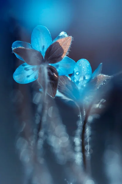 Hepaticas Blue Flowers Clearing Sunny Day Spring Season Bloom Floral — Stock Photo, Image