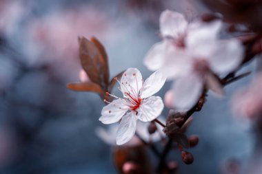 Beyaz ve pembe kiraz çiçekleri, çiçek açan bahar bahçeleri, güneşli bahar bahçeleri, pastel renkler, çiçeklerin sanatsal fotoğrafları.,