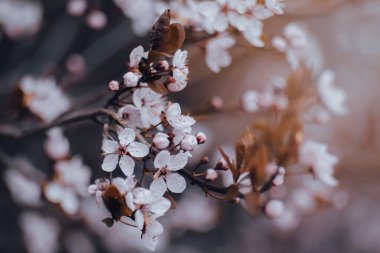 Beyaz ve pembe kiraz çiçekleri, çiçek açan bahar bahçeleri, güneşli bahar bahçeleri, pastel renkler, çiçeklerin sanatsal fotoğrafları.,