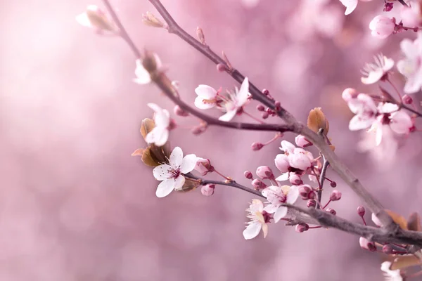 White Pink Sakura Cherry Blossoms Spring Gardens Blooming Trees Sunny — Stock Photo, Image